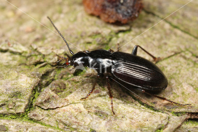 Moerassnelloper (Agonum fuliginosum)