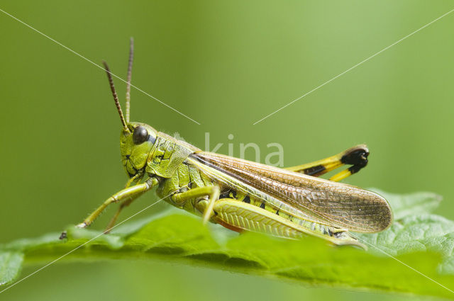Large Marsh Grasshopper (Stethophyma grossum)