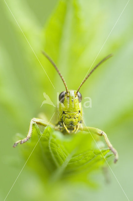 Moerassprinkhaan (Stethophyma grossum)