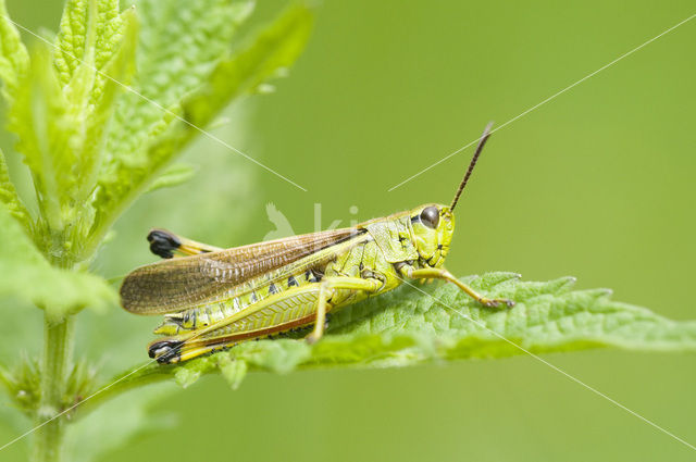 Moerassprinkhaan (Stethophyma grossum)