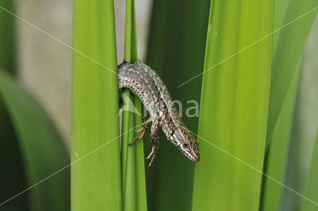 Wall Lizard (Podarcis muralis)