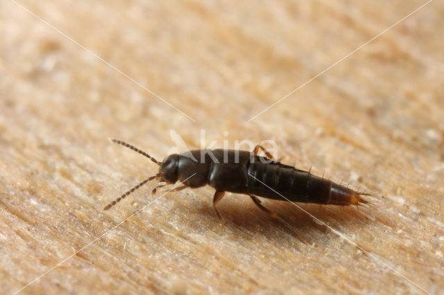 Myllaena minuta