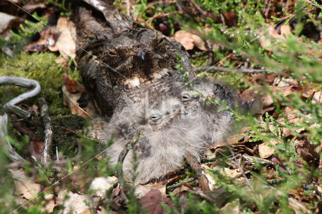 European Nightjar (Caprimulgus europaeus)