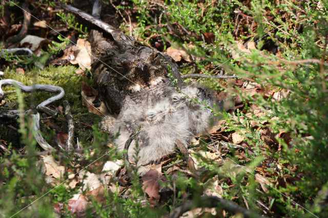 European Nightjar (Caprimulgus europaeus)