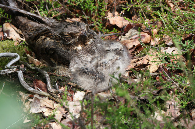 European Nightjar (Caprimulgus europaeus)