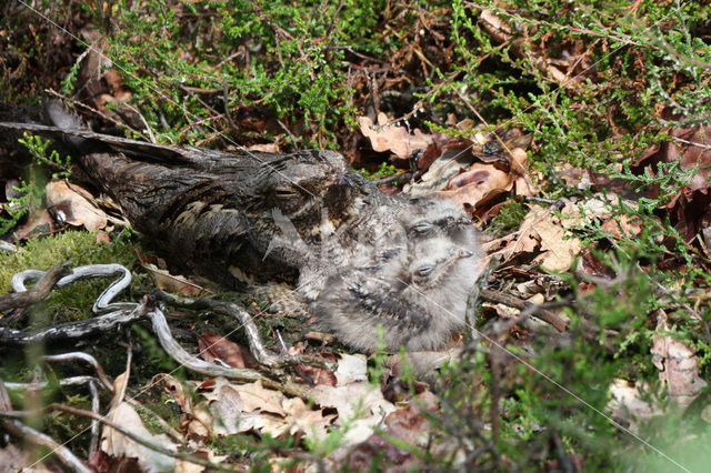 Nachtzwaluw (Caprimulgus europaeus)