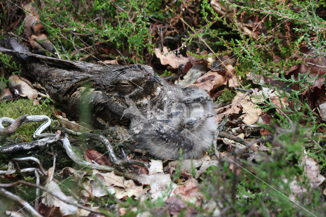 Nachtzwaluw (Caprimulgus europaeus)