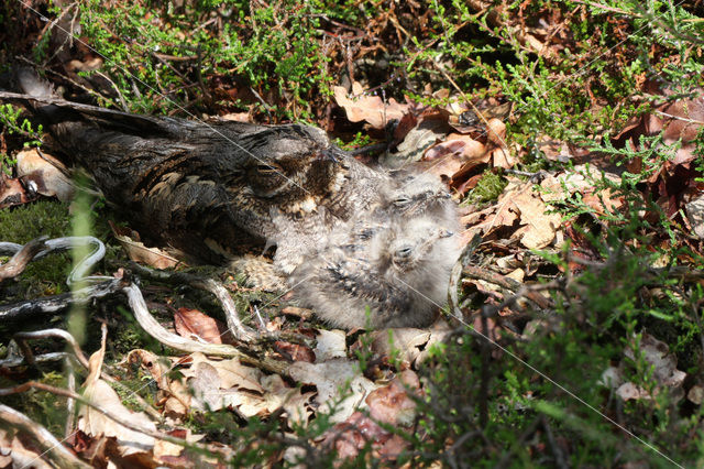 Nachtzwaluw (Caprimulgus europaeus)