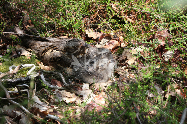 European Nightjar (Caprimulgus europaeus)