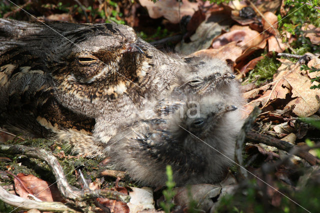 Nachtzwaluw (Caprimulgus europaeus)