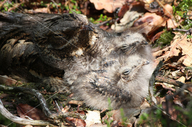 Nachtzwaluw (Caprimulgus europaeus)