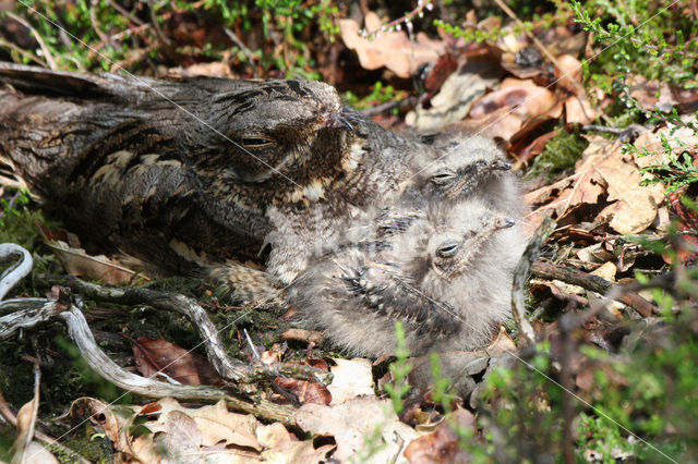 Nachtzwaluw (Caprimulgus europaeus)