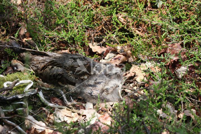 European Nightjar (Caprimulgus europaeus)