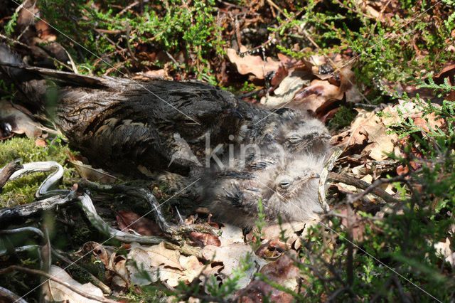 European Nightjar (Caprimulgus europaeus)