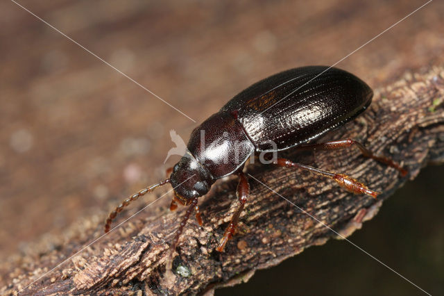 Nalassus laevioctostriatus