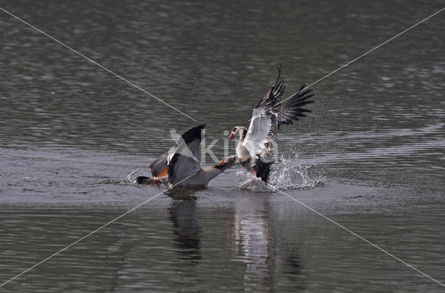 Egyptian Goose (Alopochen aegyptiaca)