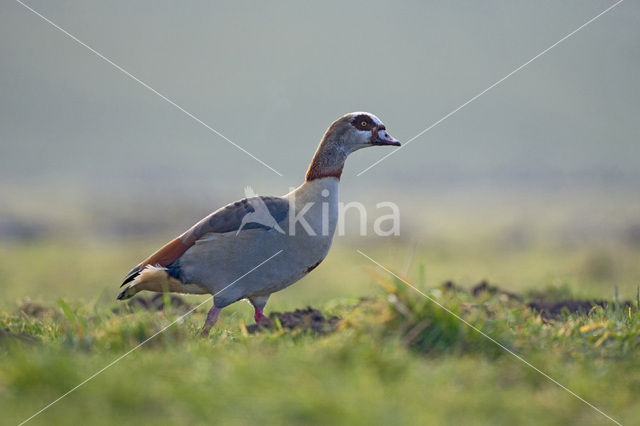 Egyptian Goose (Alopochen aegyptiaca)