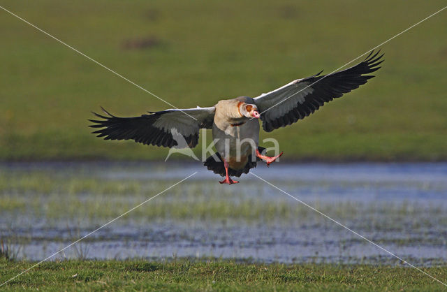 Egyptian Goose (Alopochen aegyptiaca)