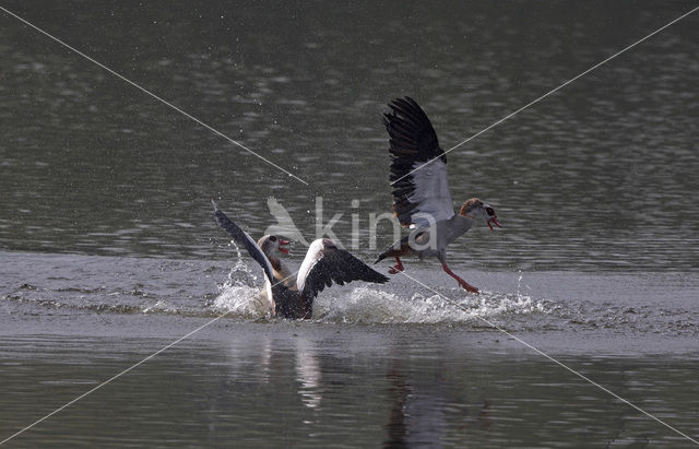 Egyptian Goose (Alopochen aegyptiaca)