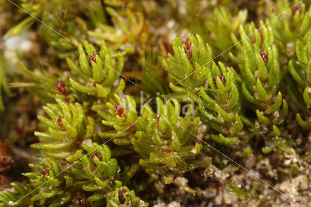 Hercynian Haircap (Oligotrichum hercynicum)