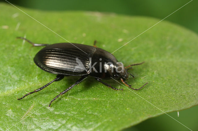 Ovale Glimmer (Amara ovata)