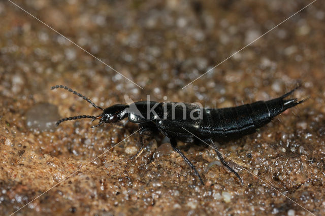 Philonthus cognatus