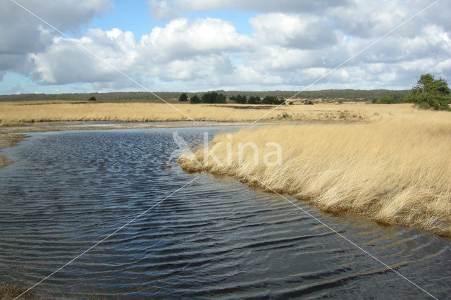 Purple Moor-grass (Molinia caerulea)