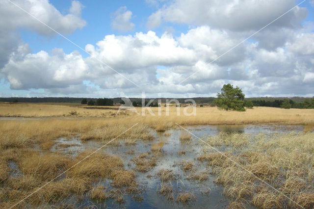 Pijpestrootje (Molinia caerulea)