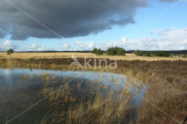 Pijpestrootje (Molinia caerulea)