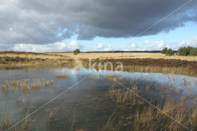 Pijpestrootje (Molinia caerulea)