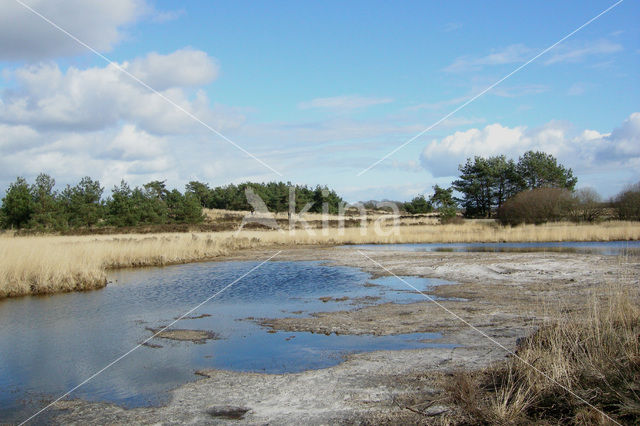 Pijpestrootje (Molinia caerulea)