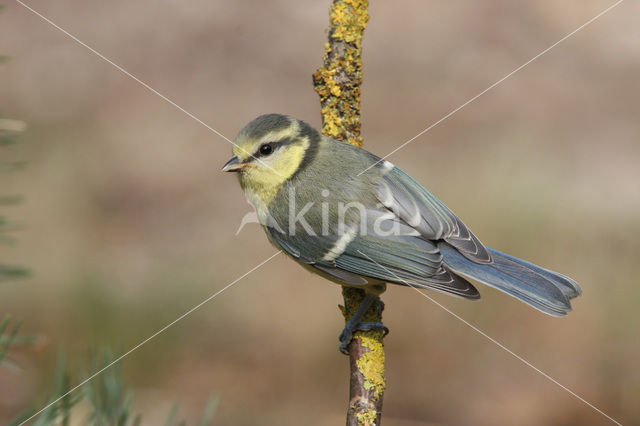 Pimpelmees (Parus caeruleus)