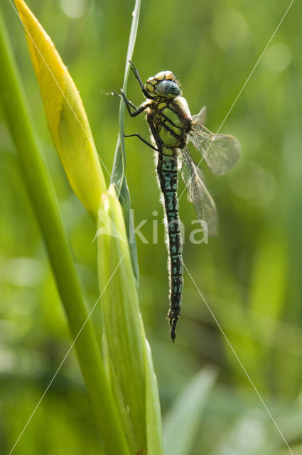 Broad-bodied Chaser (Libellula depressa)