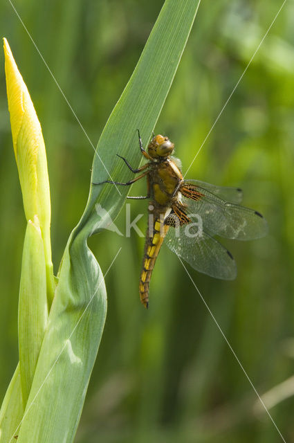 Broad-bodied Chaser (Libellula depressa)