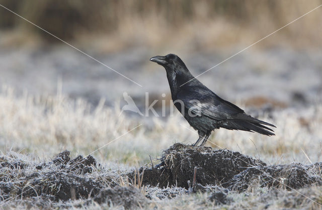 Raaf (Corvus corax)