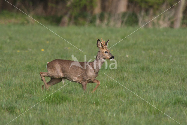 Roe Deer (Capreolus capreolus)