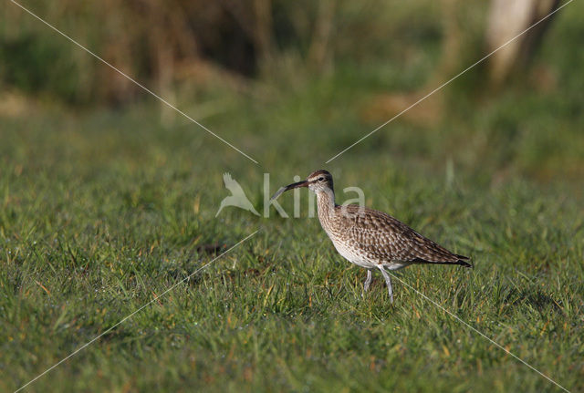 Regenwulp (Numenius phaeopus)