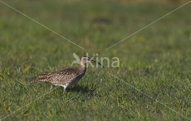 Regenwulp (Numenius phaeopus)