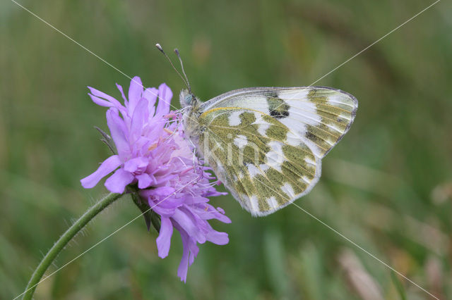 Resedawitje (Pontia daplidice)
