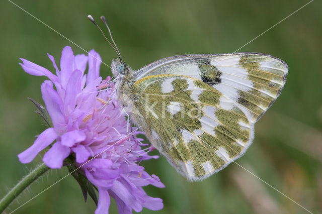 Resedawitje (Pontia daplidice)