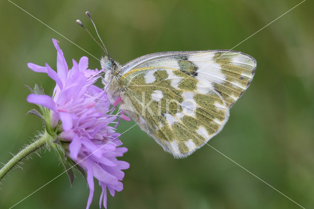 Bath White (Pontia daplidice)