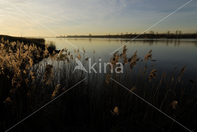 Common Reed (Phragmites australis)