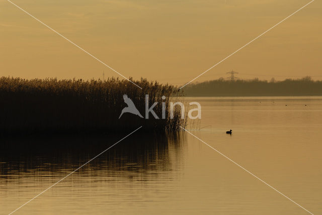 Common Reed (Phragmites australis)