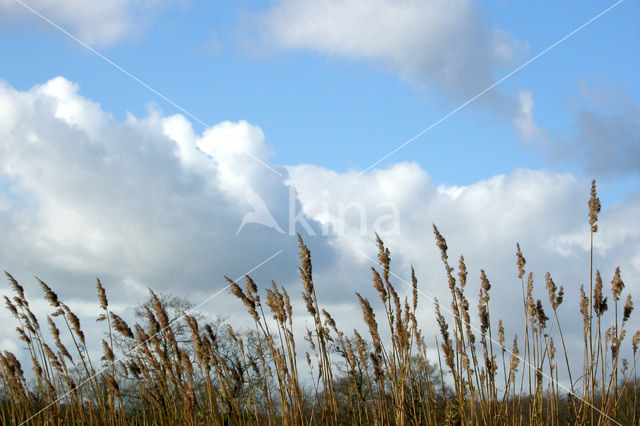 Common Reed (Phragmites australis)