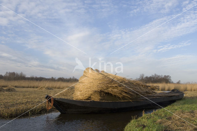 Common Reed (Phragmites australis)