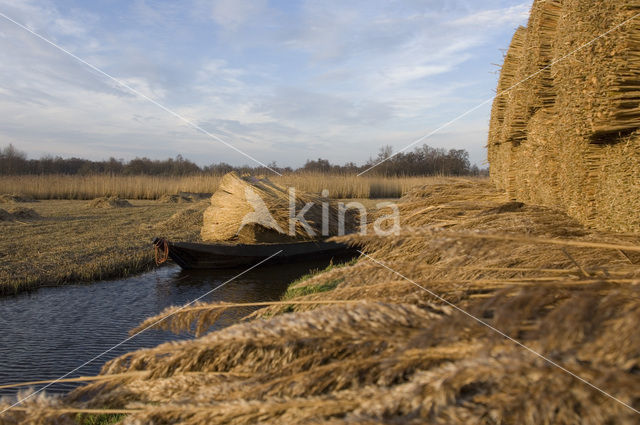 Common Reed (Phragmites australis)