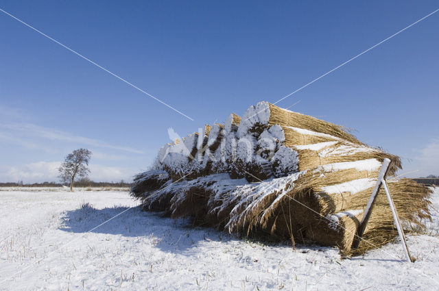 Common Reed (Phragmites australis)