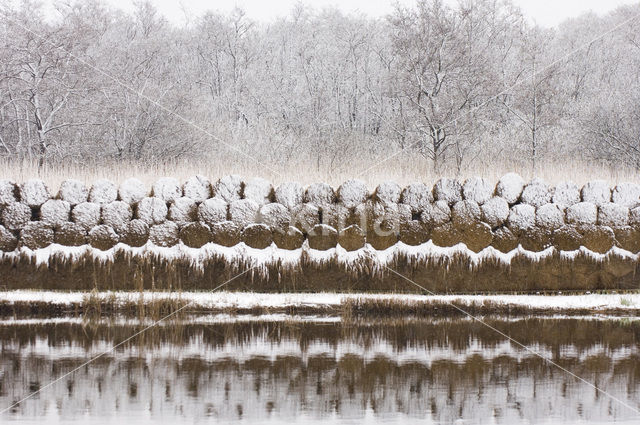 Common Reed (Phragmites australis)