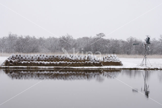 Riet (Phragmites australis)