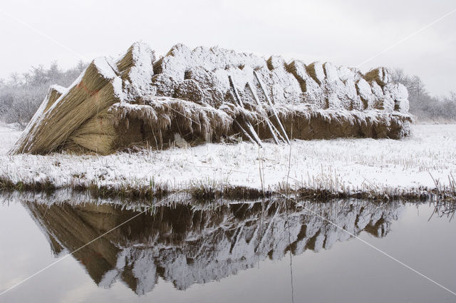 Riet (Phragmites australis)